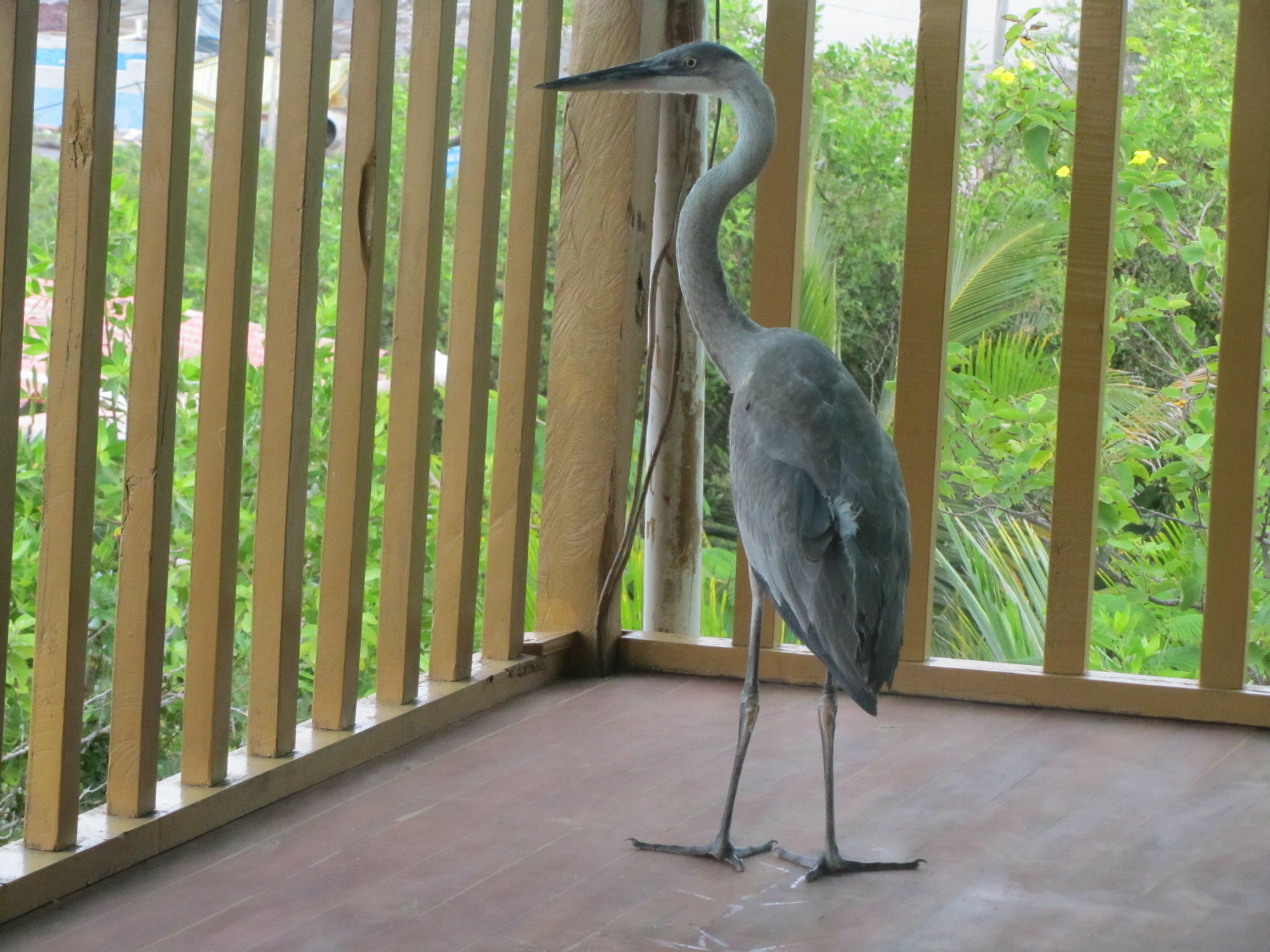 Galapagos Chalet Puerto Ayora  Kültér fotó